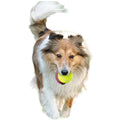 Bola de Tenis Para Treinamento Para Caes Cachorros Pula de Verdade