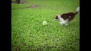 Wobble Wag Giggle Brinquedo Interativo Para Cães , Sons Divertidos Virar Ou Agitar Animais De Estimação Conhecem O Melho