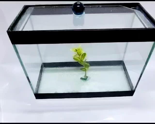 Aquario Beteira para peixes pequenos tipo Betta Retangular 20 cm - Sem Pedra