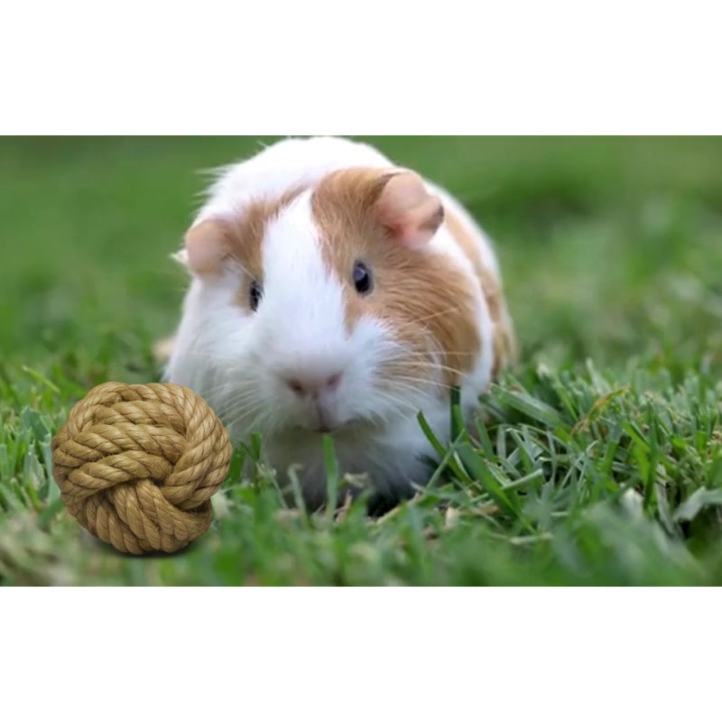 Brinquedo Para Coelhos e Roedores Bola Nó de Sisal + Argola com bolinha de Pinus