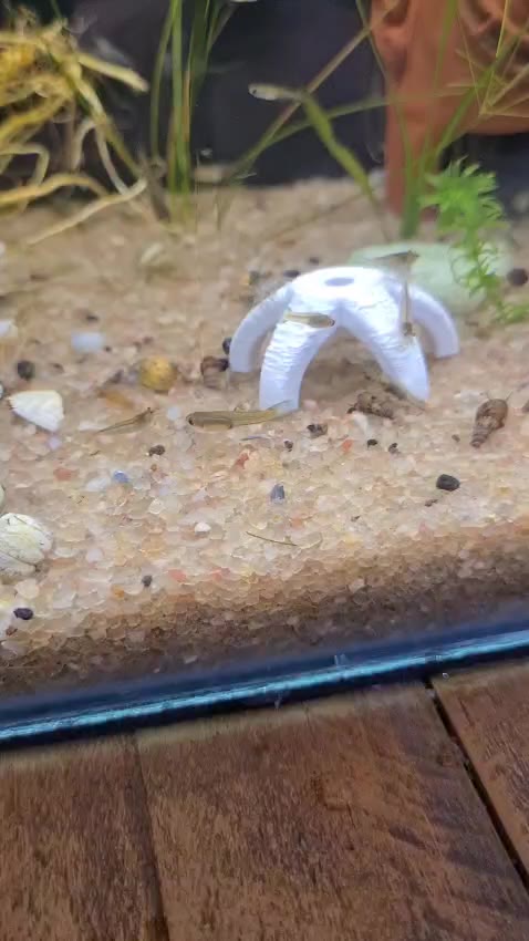 Refúgio Perfeito para Camarões Neocaridina – 4 Tocas Modernas e Funcionais para Seu Aquário