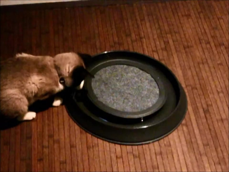 Arranhador Redondo Para Gato Relax Com Bolinha Miau