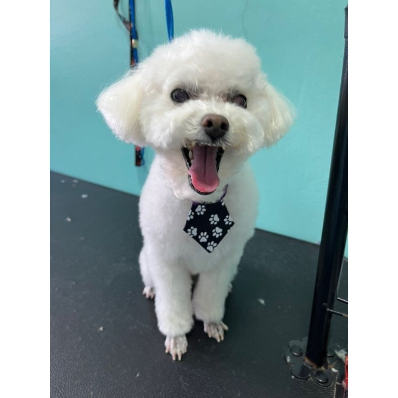 Gravatas Pet, Macho, Cachorro e Gato, Pet Shop, Banho e Tosa, Tamanho P, Kit, 15 Unidades.