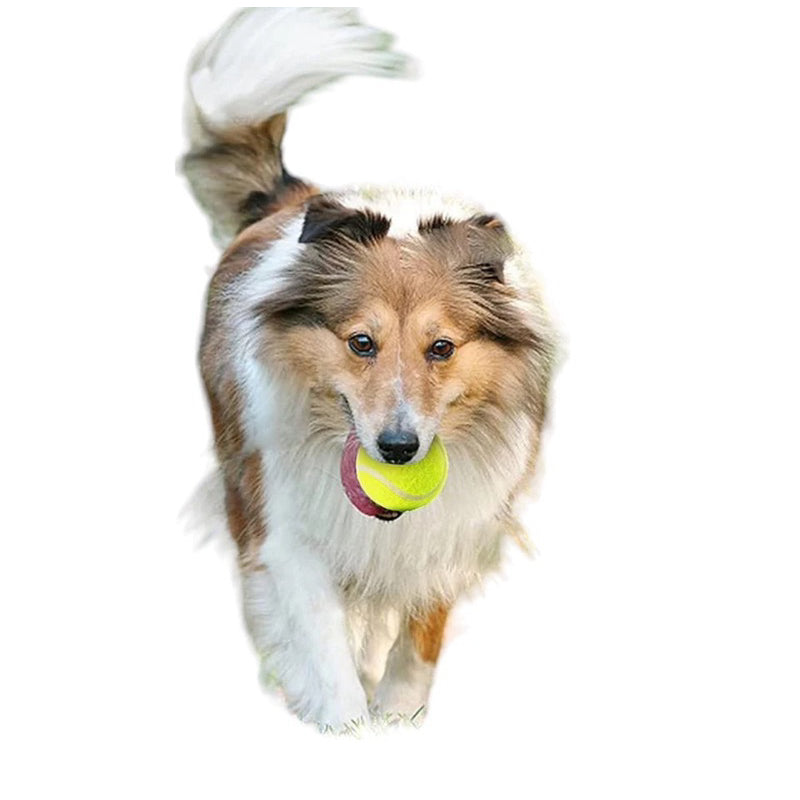 Bola de Tenis Para Treinamento Para Caes Cachorros Pula de Verdade