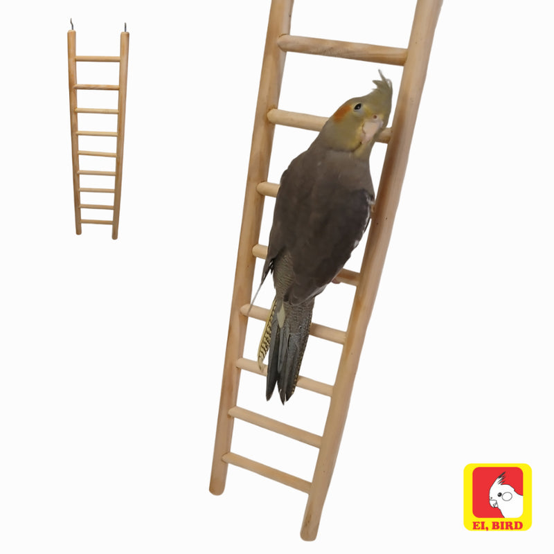 Escada Para Calopsita Periquito Papagaio Agapornis Ring Neck